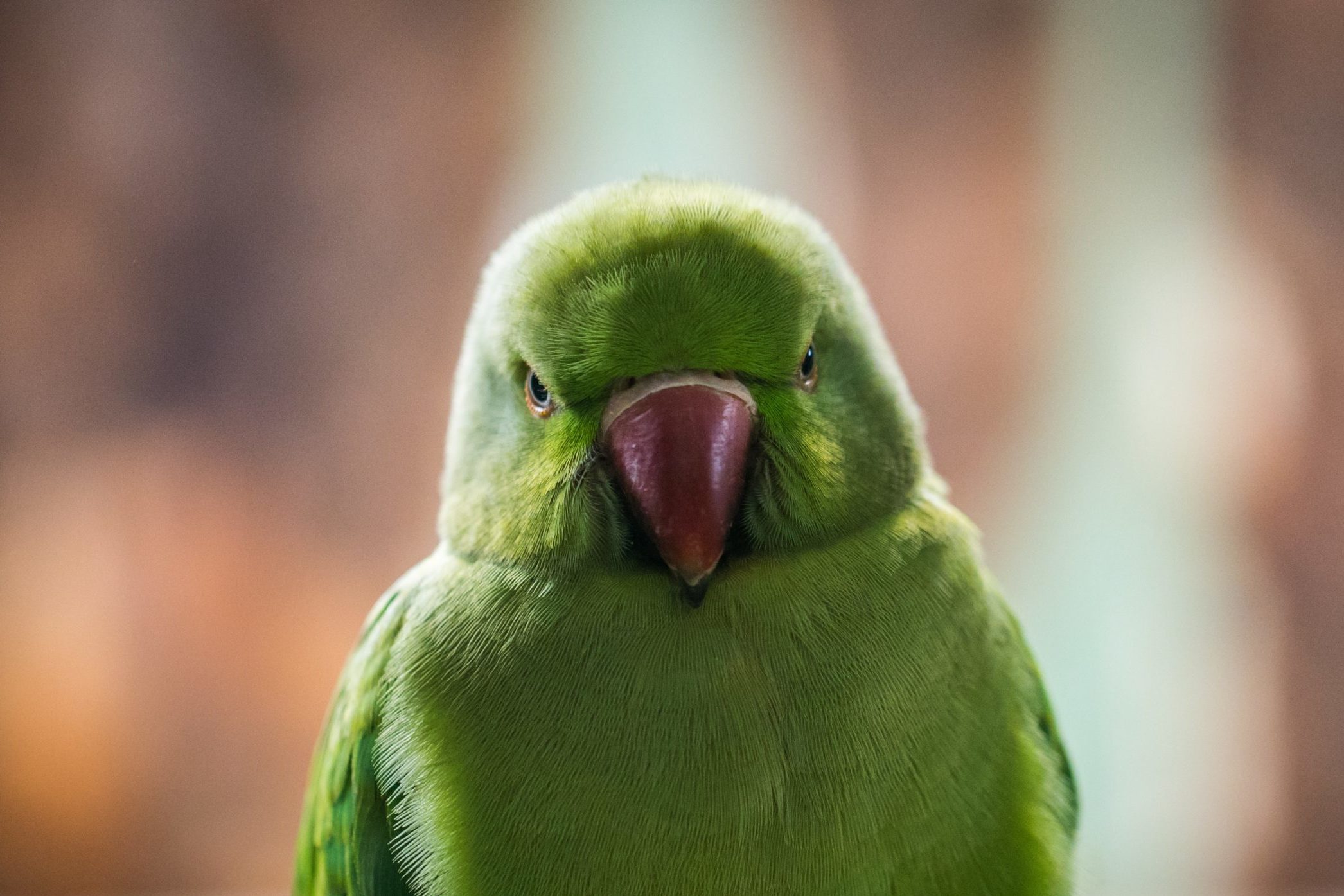 An image of a bird who looks angry